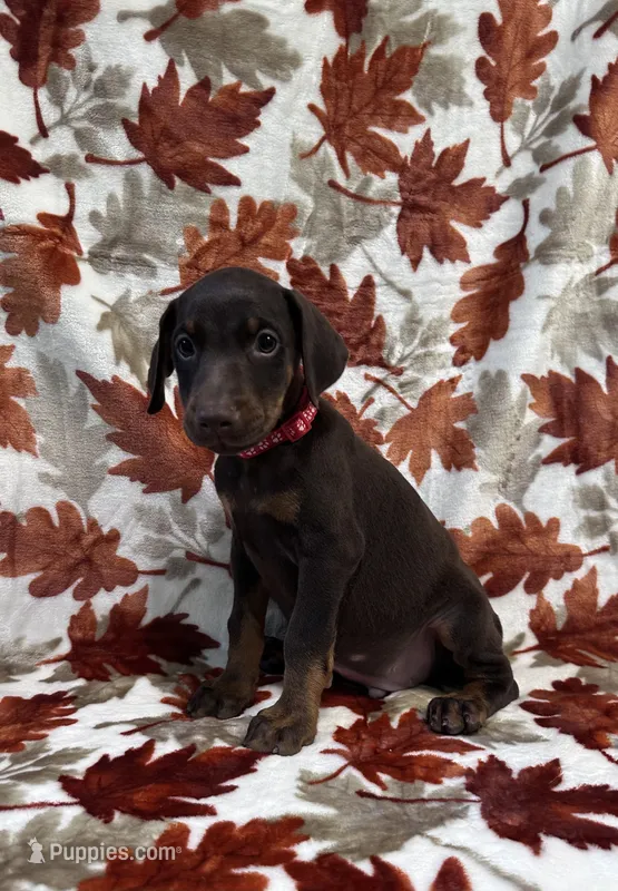 Red – Doberman Pinscher puppy on hold in Carthage, MS