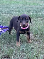 Pink cropped, a female Doberman Pinscher for sale in Carthage, MS – 4 of 7