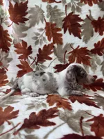Dreamer, a male Miniature Dachshund for sale in Carthage, MS – 3 of 3
