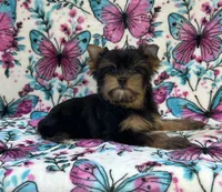 Bailey , a female Yorkshire Terrier for sale in Carthage, MS – 2 of 6