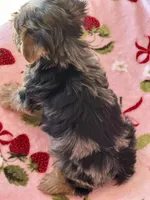 Joker, a male Yorkshire Terrier for sale in Carthage, MS – Photo 3 of 3