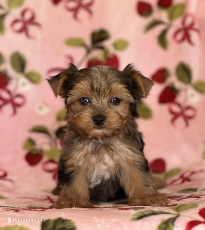 Joker – Yorkshire Terrier puppy for sale in Carthage, MS