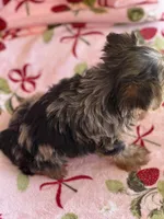 Joker, a male Yorkshire Terrier for sale in Carthage, MS – Photo 2 of 3