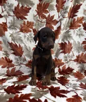 Black, a male Doberman Pinscher for sale in Carthage, MS – 2 of 3