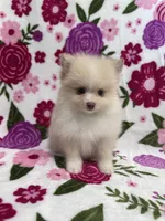 Sam, a male Pomeranian for sale in Carthage, MS – Photo 3 of 3