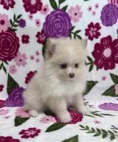Sam, a male Pomeranian for sale in Carthage, MS – Photo 1 of 3