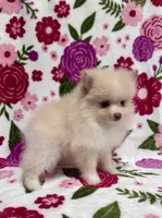 Sam, a male Pomeranian for sale in Carthage, MS – Photo 2 of 3