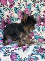 Bitzy , a female Yorkshire Terrier for sale in Carthage, MS – 4 of 7