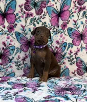 Purple, a female Doberman Pinscher for sale in Carthage, MS – 3 of 3