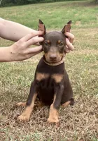 Pink cropped, a female Doberman Pinscher for sale in Carthage, MS – 2 of 7