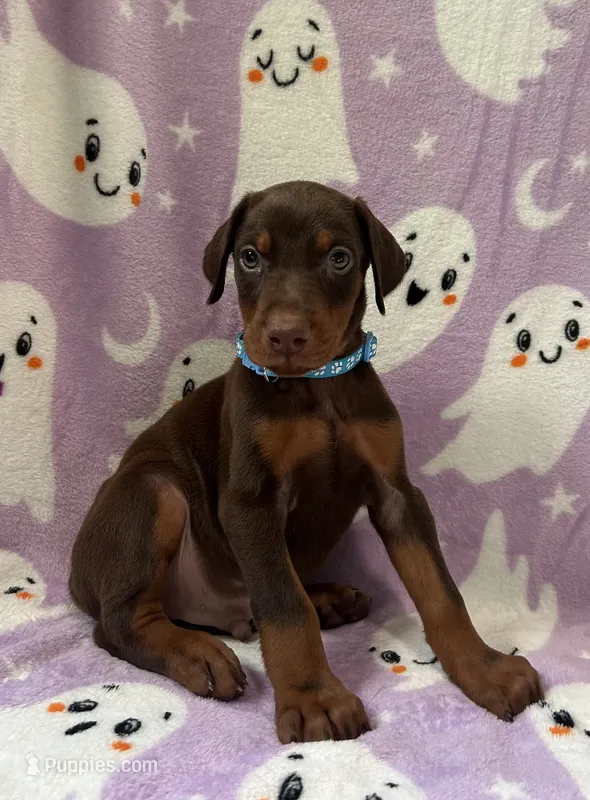 Blue – Doberman Pinscher puppy for sale in Carthage, MS
