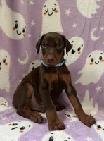 Blue, a male Doberman Pinscher for sale in Carthage, MS – 1 of 3