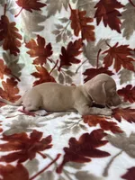 Dream-sickle , a male Miniature Dachshund for sale in Carthage, MS – 3 of 3