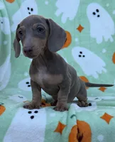 Bella , a male Miniature Dachshund for sale in Carthage, MS – 5 of 5