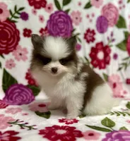 Jackson , a male Pomeranian for sale in Carthage, MS – Photo 3 of 5