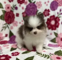 Jackson , a male Pomeranian for sale in Carthage, MS – Photo 1 of 5