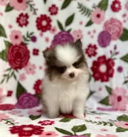 Jackson , a male Pomeranian for sale in Carthage, MS – Photo 4 of 5