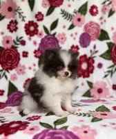 Valentino, a female Pomeranian for sale in Carthage, MS – Photo 4 of 4