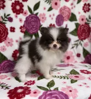 Valentino, a female Pomeranian for sale in Carthage, MS – Photo 3 of 4