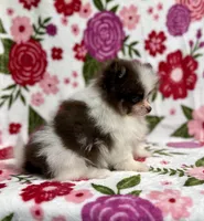 Valentino, a female Pomeranian for sale in Carthage, MS – Photo 2 of 4