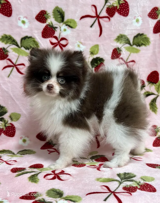 Valentino – Pomeranian puppy for sale in Carthage, MS
