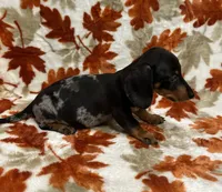 Bruno, a male Miniature Dachshund for sale in Carthage, MS – 3 of 5