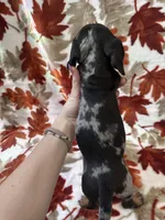 Bruno, a male Miniature Dachshund for sale in Carthage, MS – 2 of 4