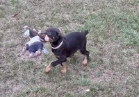 Pink cropped, a female Doberman Pinscher for sale in Carthage, MS – 5 of 7