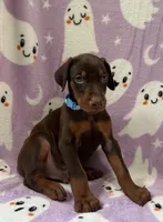 Blue, a male Doberman Pinscher for sale in Carthage, MS – 2 of 3