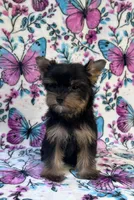 Bailey , a female Yorkshire Terrier for sale in Carthage, MS – 5 of 6