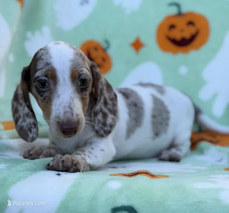 Dreamer – Miniature Dachshund puppy for sale in Carthage, MS