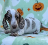 Dreamer, a male Miniature Dachshund for sale in Carthage, MS – 1 of 5