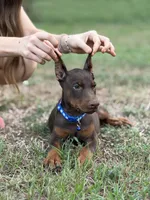 Blue cropped, a male Doberman Pinscher for sale in Carthage, MS – 2 of 9