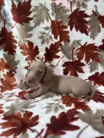 Dream-sickle , a male Miniature Dachshund for sale in Carthage, MS – 2 of 3