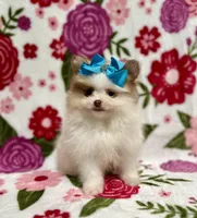 Tinker , a female Pomeranian for sale in Carthage, MS – Photo 4 of 4