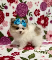 Tinker , a female Pomeranian for sale in Carthage, MS – Photo 2 of 4