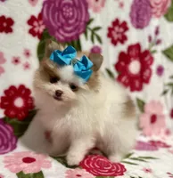 Tinker , a female Pomeranian for sale in Carthage, MS – Photo 1 of 4