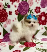 Tinker , a female Pomeranian for sale in Carthage, MS – Photo 3 of 4