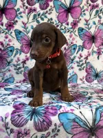 Red, a male Doberman Pinscher for sale in Carthage, MS – 3 of 3