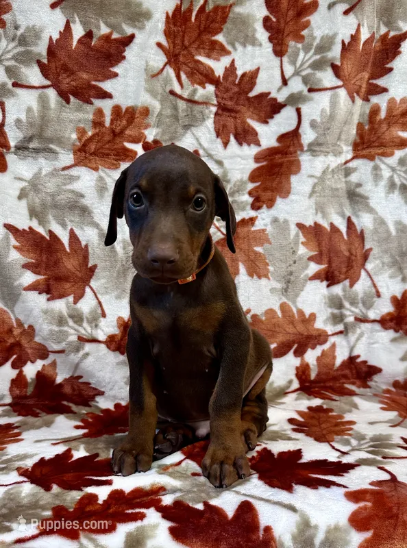 Orange – Doberman Pinscher puppy for sale in Carthage, MS