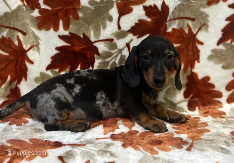 Bruno – Miniature Dachshund puppy for sale in Carthage, MS