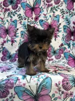 Bitzy , a female Yorkshire Terrier for sale in Carthage, MS – 7 of 7