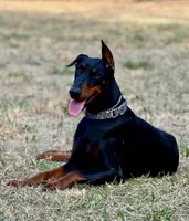 Pink , a female Doberman Pinscher for sale in Carthage, MS – 3 of 3