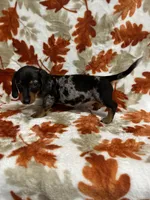 Bruno, a male Miniature Dachshund for sale in Carthage, MS – 4 of 5