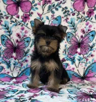Bailey , a female Yorkshire Terrier for sale in Carthage, MS – 6 of 6