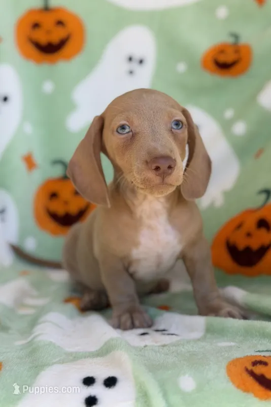 Dream-sickle  – Miniature Dachshund puppy for sale in Carthage, MS