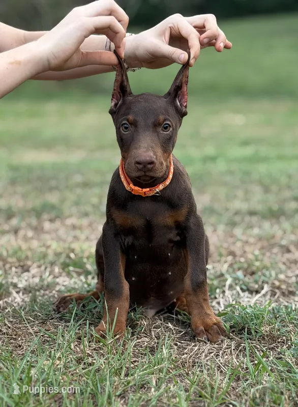 Orange/ cropped – Doberman Pinscher puppy for sale in Carthage, MS