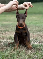 Orange/ cropped, a male Doberman Pinscher for sale in Carthage, MS – 1 of 4