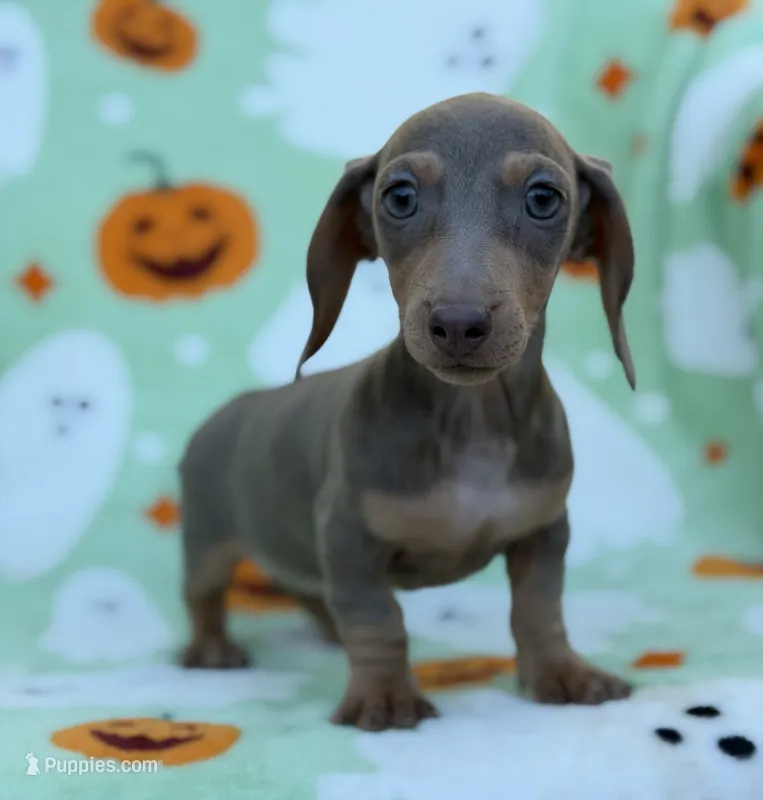 Bella  – Miniature Dachshund puppy for sale in Carthage, MS