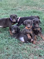 Orange/ cropped, a male Doberman Pinscher for sale in Carthage, MS – 3 of 4